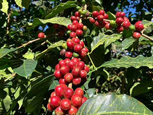 barbera-shangrila-red-bourbon-kaffeebohnen-250g-single-origin image 8
